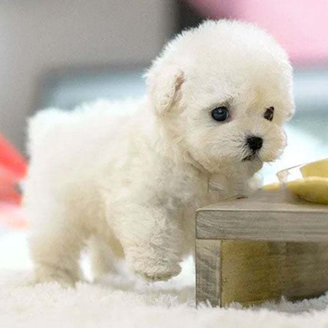 Nico | Jouet Robot Chien Interactif Réaliste pour Enfants – Compagnon Intelligent