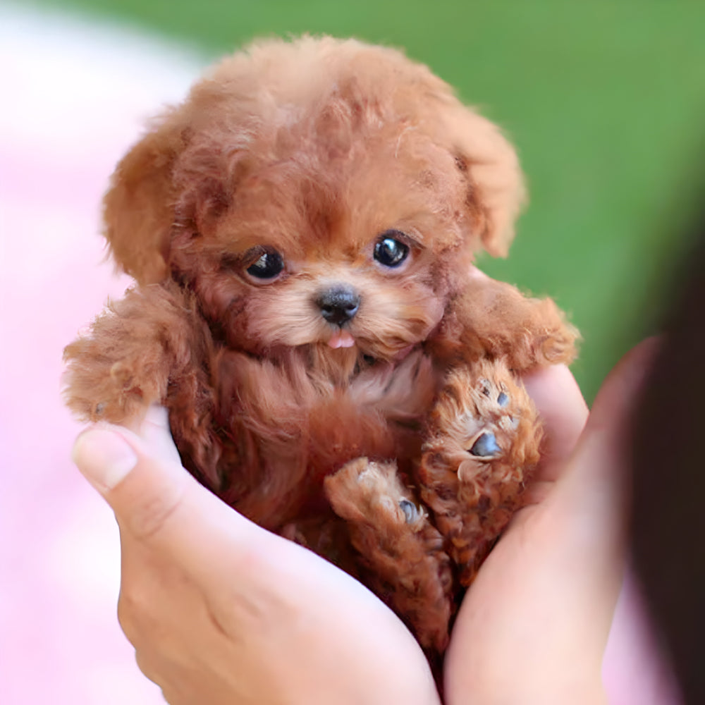 Nico | Jouet Robot Chien Interactif Réaliste pour Enfants – Compagnon Intelligent